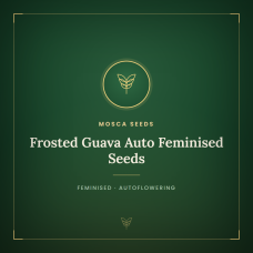 Frosted Guava Auto Feminised Seeds Frosted Guava Auto Feminised Seeds