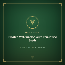 Frosted Watermelon Auto Feminised Seeds Frosted Watermelon Auto Feminised Seeds