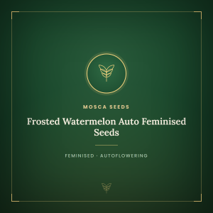 Frosted Watermelon Auto Feminised Seeds