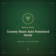 Gummy Bears Auto Feminised Seeds Gummy Bears Auto Feminised Seeds