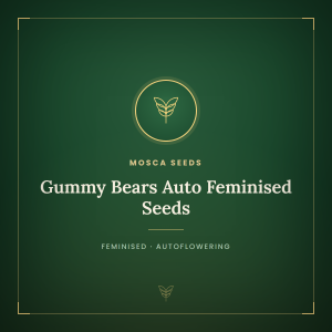 Gummy Bears Auto Feminised Seeds Gummy Bears Auto Feminised Seeds