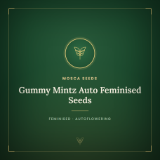 Gummy Mintz Auto Feminised Seeds Gummy Mintz Auto Feminised Seeds