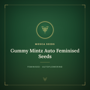 Gummy Mintz Auto Feminised Seeds Gummy Mintz Auto Feminised Seeds