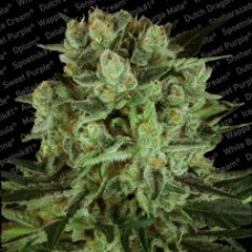 Durga Mata I:I CBD Feminised Seeds Durga Mata I:I CBD Feminised Seeds