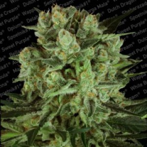 Durga Mata I:I CBD Feminised Seeds Durga Mata I:I CBD Feminised Seeds