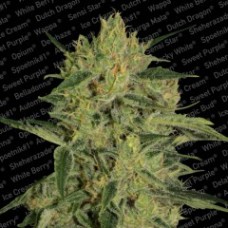 Nebula I:I CBD Feminised Seeds Nebula I:I CBD Feminised Seeds
