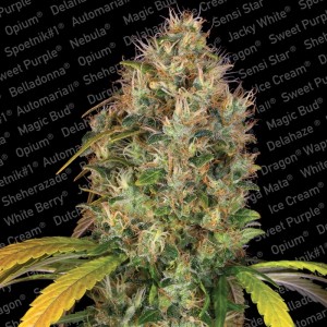 Dutch Kush Feminised Seeds Dutch Kush Feminised Seeds