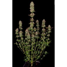 Apricot Candy Feminised Seeds Apricot Candy Feminised Seeds