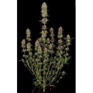 Apricot Candy Feminised Seeds Apricot Candy Feminised Seeds