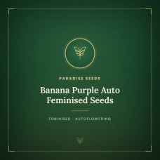 Banana Purple Auto Feminised Seeds Banana Purple Auto Feminised Seeds