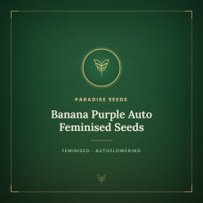 Banana Purple Auto Feminised Seeds Banana Purple Auto Feminised Seeds