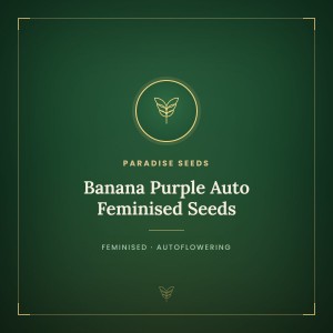 Banana Purple Auto Feminised Seeds Banana Purple Auto Feminised Seeds