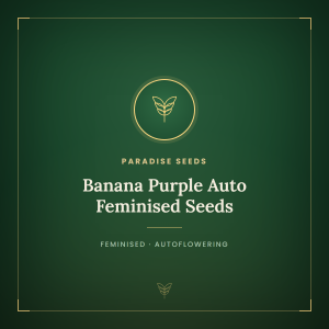 Banana Purple Auto Feminised Seeds Banana Purple Auto Feminised Seeds
