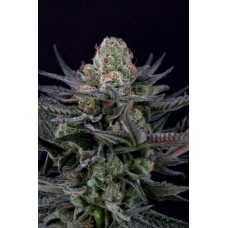 Caramba Feminised Seeds Caramba Feminised Seeds