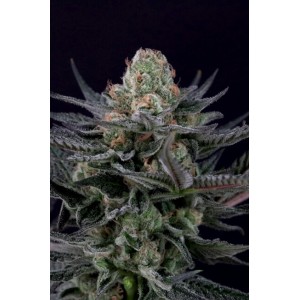 Caramba Feminised Seeds Caramba Feminised Seeds