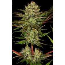 Chocolate Wafflez Feminised Seeds Chocolate Wafflez Feminised Seeds