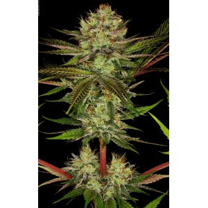 Chocolate Wafflez Feminised Seeds Chocolate Wafflez Feminised Seeds