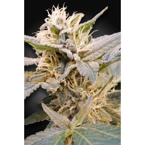Delight CBD Feminised Seeds (CBDelight‚Ñ¢) Delight CBD Feminised Seeds (CBDelight‚Ñ¢)