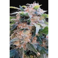 Dream CBD Feminised Seeds (CBDream‚Ñ¢) Dream CBD Feminised Seeds (CBDream‚Ñ¢)