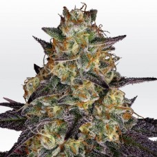 El Dorado OG Feminised Seeds El Dorado OG Feminised Seeds