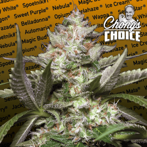 Kong 4 Auto Feminised Seeds Kong 4 Auto Feminised Seeds