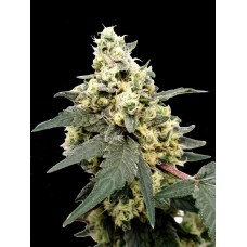 Lemonade Auto Feminised Seeds Lemonade Auto Feminised Seeds