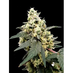 Lemonade Auto Feminised Seeds Lemonade Auto Feminised Seeds