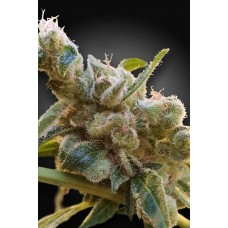 Relax CBD Feminised Seeds (CBDrelax‚Ñ¢) Relax CBD Feminised Seeds (CBDrelax‚Ñ¢)