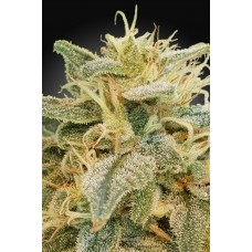 Relief CBD Feminised Seeds (CBDrelief‚Ñ¢) Relief CBD Feminised Seeds (CBDrelief‚Ñ¢)