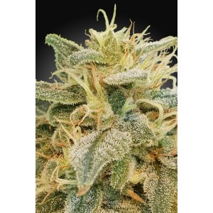 Relief CBD Feminised Seeds (CBDrelief‚Ñ¢) Relief CBD Feminised Seeds (CBDrelief‚Ñ¢)