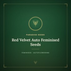 Red Velvet Auto Feminised Seeds Red Velvet Auto Feminised Seeds