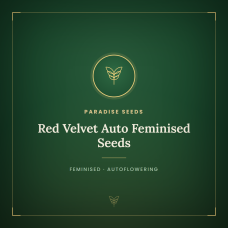 Red Velvet Auto Feminised Seeds Red Velvet Auto Feminised Seeds