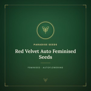 Red Velvet Auto Feminised Seeds Red Velvet Auto Feminised Seeds