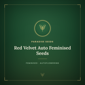 Red Velvet Auto Feminised Seeds Red Velvet Auto Feminised Seeds