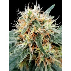 Stromboli Auto Feminised Seeds Stromboli Auto Feminised Seeds