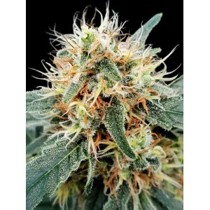 Stromboli Auto Feminised Seeds Stromboli Auto Feminised Seeds
