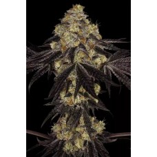 Sunset Paradise Feminised Seeds Sunset Paradise Feminised Seeds