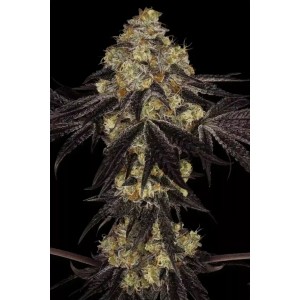 Sunset Paradise Feminised Seeds Sunset Paradise Feminised Seeds