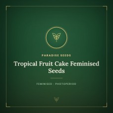 Tropical Fruit Cake Feminised Seeds Tropical Fruit Cake Feminised Seeds