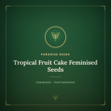 Tropical Fruit Cake Feminised Seeds Tropical Fruit Cake Feminised Seeds