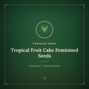 Tropical Fruit Cake Feminised Seeds Tropical Fruit Cake Feminised Seeds