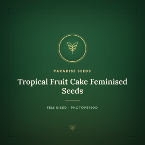 Tropical Fruit Cake Feminised Seeds