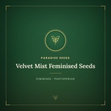 Velvet Mist Feminised Seeds Velvet Mist Feminised Seeds
