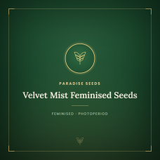 Velvet Mist Feminised Seeds Velvet Mist Feminised Seeds