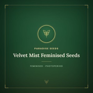 Velvet Mist Feminised Seeds Velvet Mist Feminised Seeds