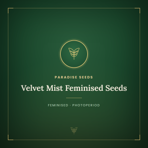 Velvet Mist Feminised Seeds Velvet Mist Feminised Seeds