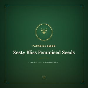 Zesty Bliss Feminised Seeds Zesty Bliss Feminised Seeds