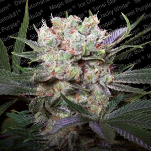 Californian Gold Feminised Seeds Californian Gold Feminised Seeds