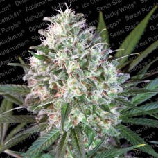 Space Cookies Feminised Seeds Space Cookies Feminised Seeds