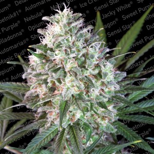 Space Cookies Feminised Seeds Space Cookies Feminised Seeds
